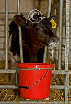 Calf Feeding Time 1DM2802